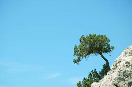 Pine tree growing on the rock on sky backgroundの写真素材