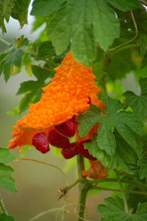 Exotic fruit momordica from South-Eastern Asiaの写真素材