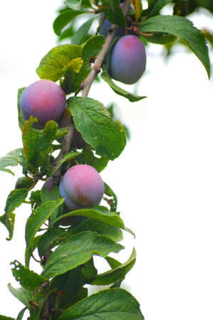 Plum tree branch with ripe fruits on whiteの写真素材