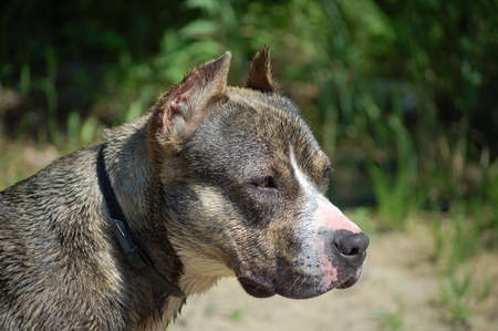 Pit bull terrier on the beach after swimmingの写真素材