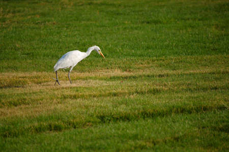 Egret on the walk among green grass in Egyptの写真素材