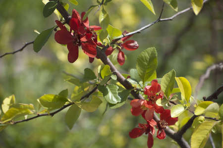 Japanese Quince tree blooming with delicate red flowersの写真素材