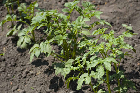 Young, healthy potato bushes on the groundの写真素材