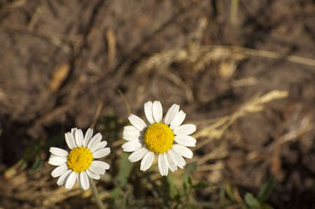 The pair chamomiles on the nature background under the sunの写真素材