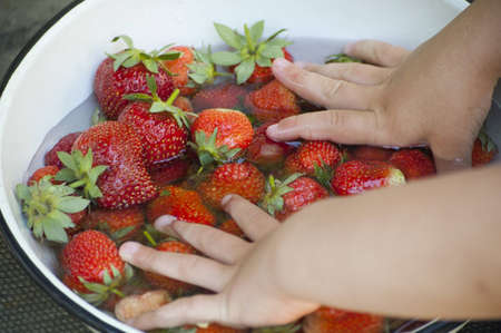 Little boys hands which are whashing strawberriesの写真素材