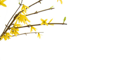 Branch with yellow flowers on the white backgroundの写真素材