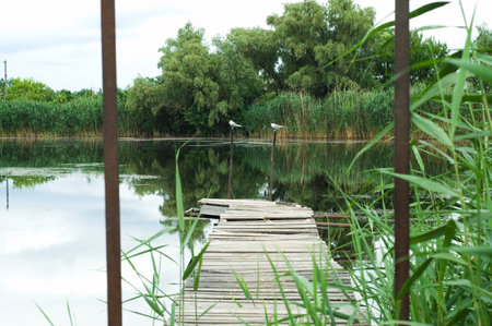 Wood laying on the riverの写真素材
