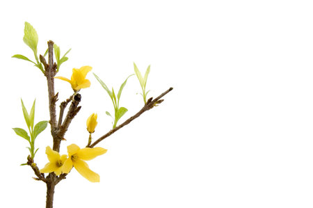 Branch with yellow flowers on the white backgroundの写真素材