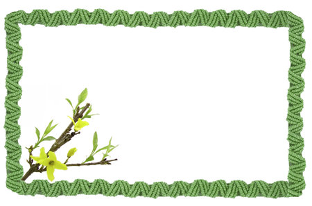 Green spliced frame with Forsythia(Northern Sun) flowersの写真素材