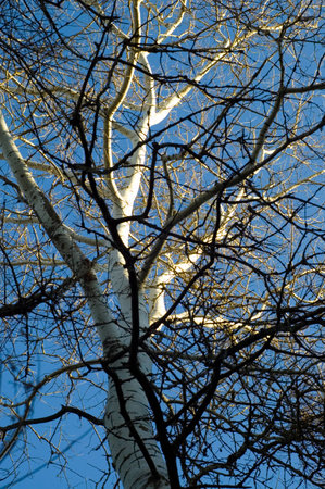 White trunk of the aspen tree with no foliageの写真素材