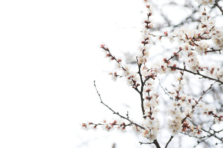 Blooming apricot branches isolated on the white backgroundの写真素材