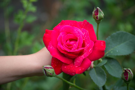 Rose at the garden after rain  in boy's handの写真素材