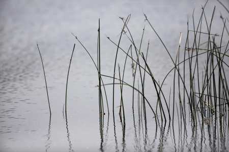Water plants closeup in a river, on a spring day 