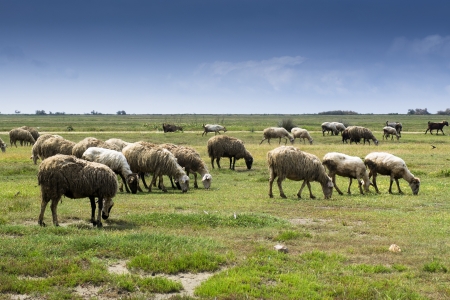 Herd of many sheeps in green countryside under blue sky の写真素材