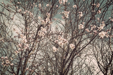 almond flower in natural lightの写真素材