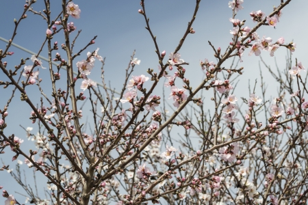 almond flower in natural lightの写真素材