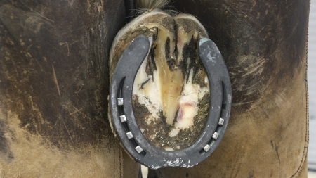 Farrier with horshoe on his legs