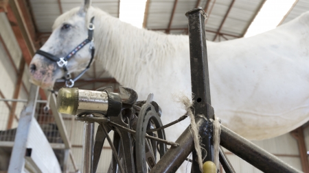 Horse in stable with farrier stand and toolsの写真素材