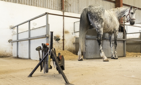 Horse in stable with farrier stand and toolsの写真素材