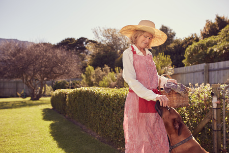 Senior woman in straw hat and apron, ready to work in her urban farm on a sunny morning, greeting her dog by rubbing his noseの写真素材