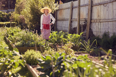 Smiling senior woman in hat and apron standing proudly in a lush and healthy urban food garden, with gentle sunlightの写真素材