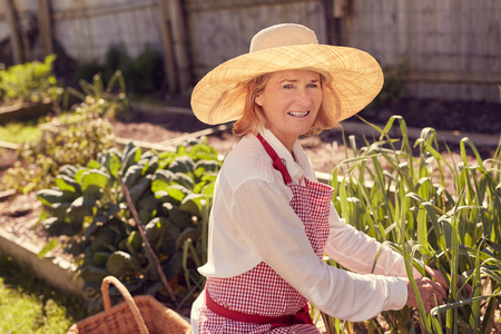 Portrait of a healthy senior woman smiling up at the camera while checking on plants in her vegetable gardenの写真素材