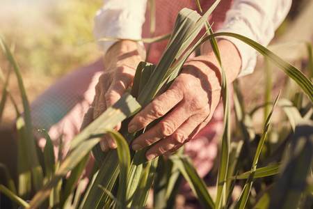 Cropped closeup of the hands of a senior woman with wrinkles carefully inspecting the leaves of a...