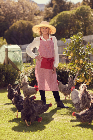 Smiling senior woman standing with her hand on her hip in a proud manner, smiling at the camera while a group of healthy looking free range chickens peck at the grass at her feetの写真素材