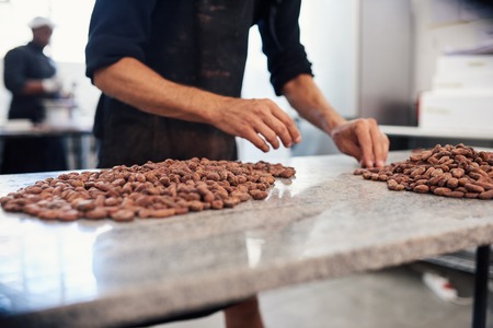 Chocolate making factory worker hand examing cocoa beans