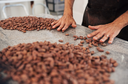 Closeup of a worker standing at a table in an artisanal chocolate making factory sorting cocao beans for production by handの写真素材