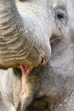 head of elephantの写真素材