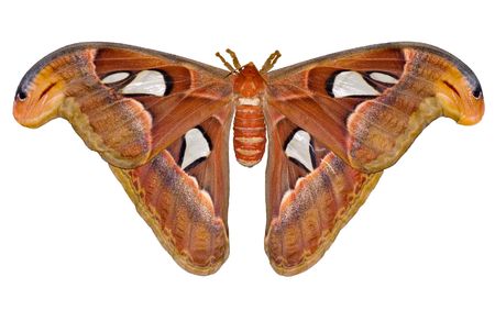 night Atlas moth (Attacus) isolated on white backgroundの写真素材