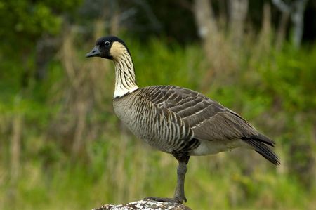 hawaiian state bird, the nene gooseの写真素材