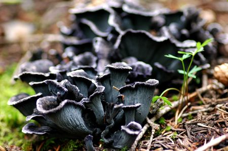 blue chanterelle mushrooms in situの写真素材