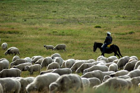 modern sheppard with his flockの写真素材