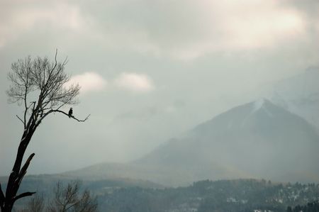 bald eagle on perch overlooking distant fog shrouded mountainの写真素材