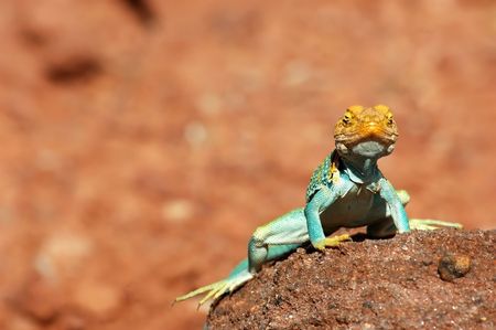 close up of aqua green collared lizard on rockの写真素材