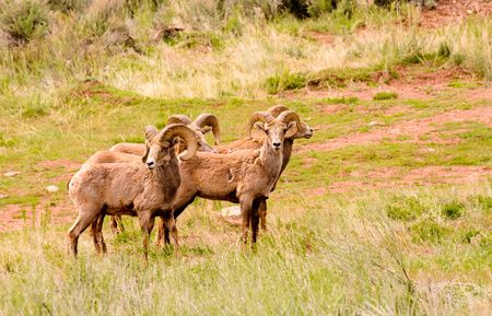 Small herd of Rocky Mountain Big Horn Sheep