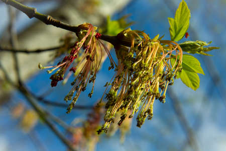 springtime Acer negundo - male inflorescence