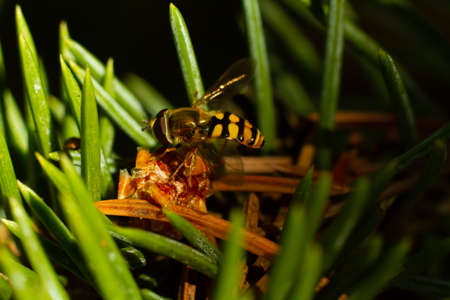 insect walking between the needles on a spruce twig