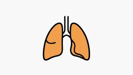 Minimalist Anatomical Lungs Illustration Modern Human Organ Graphic for Medical Professionals and...