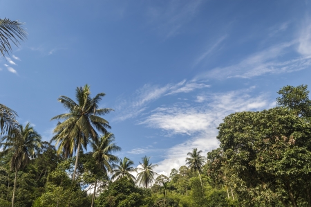 Coconut tree at tropical forest under the blue skiesの写真素材