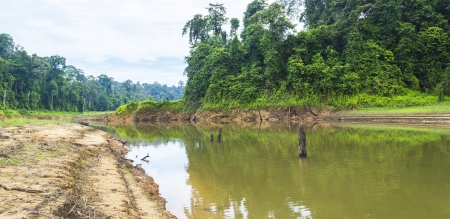 Rainforest with reflection and blue skiesの写真素材