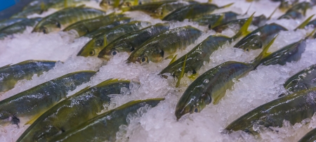 Fresh fist market