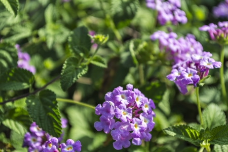 Blossom flower
