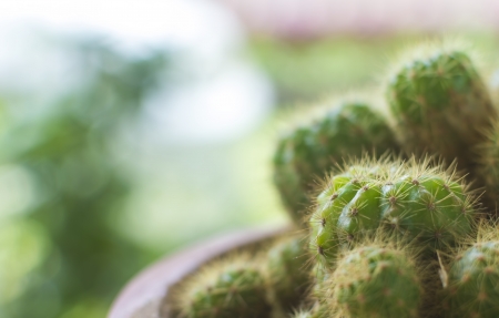 cactus with bokeh backgroundの写真素材