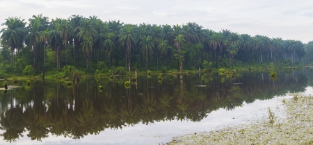 Reflection of oil plantationの写真素材