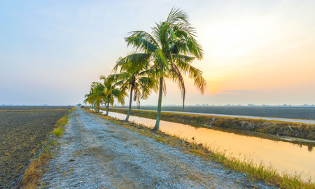 Coconut tree with sunrise at the empty fieldの写真素材