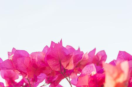 Pink bougainvillea flower close up