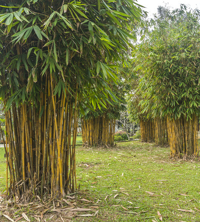 Bamboo at green gardenの写真素材